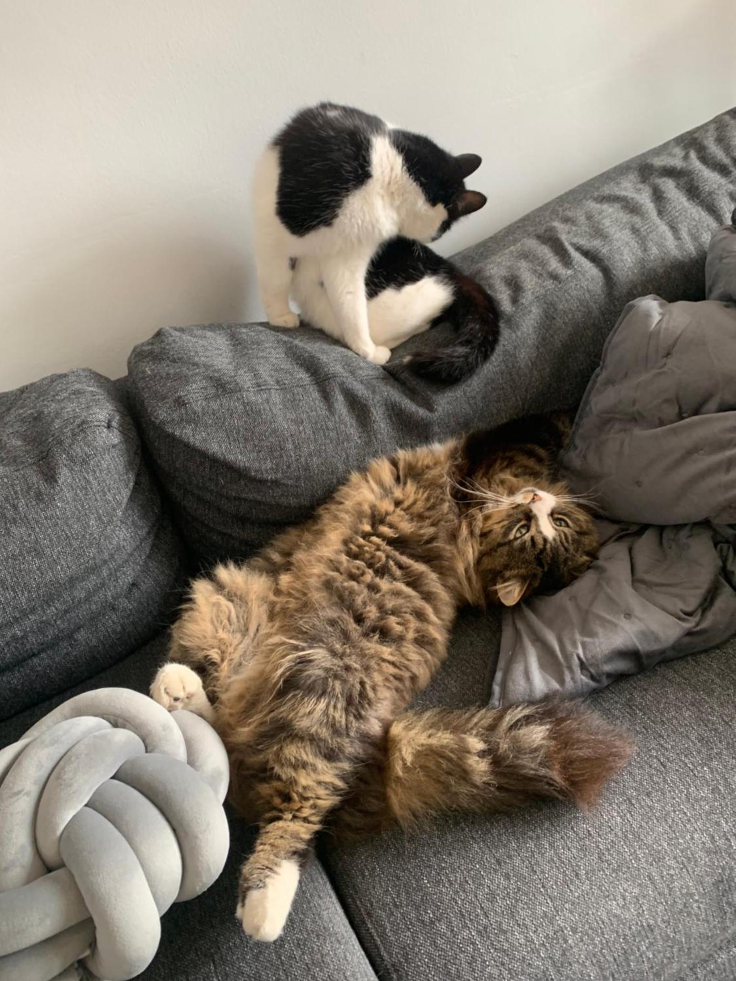 Wake Up With 2 Cats On Your Face Dublin Exteriér fotografie