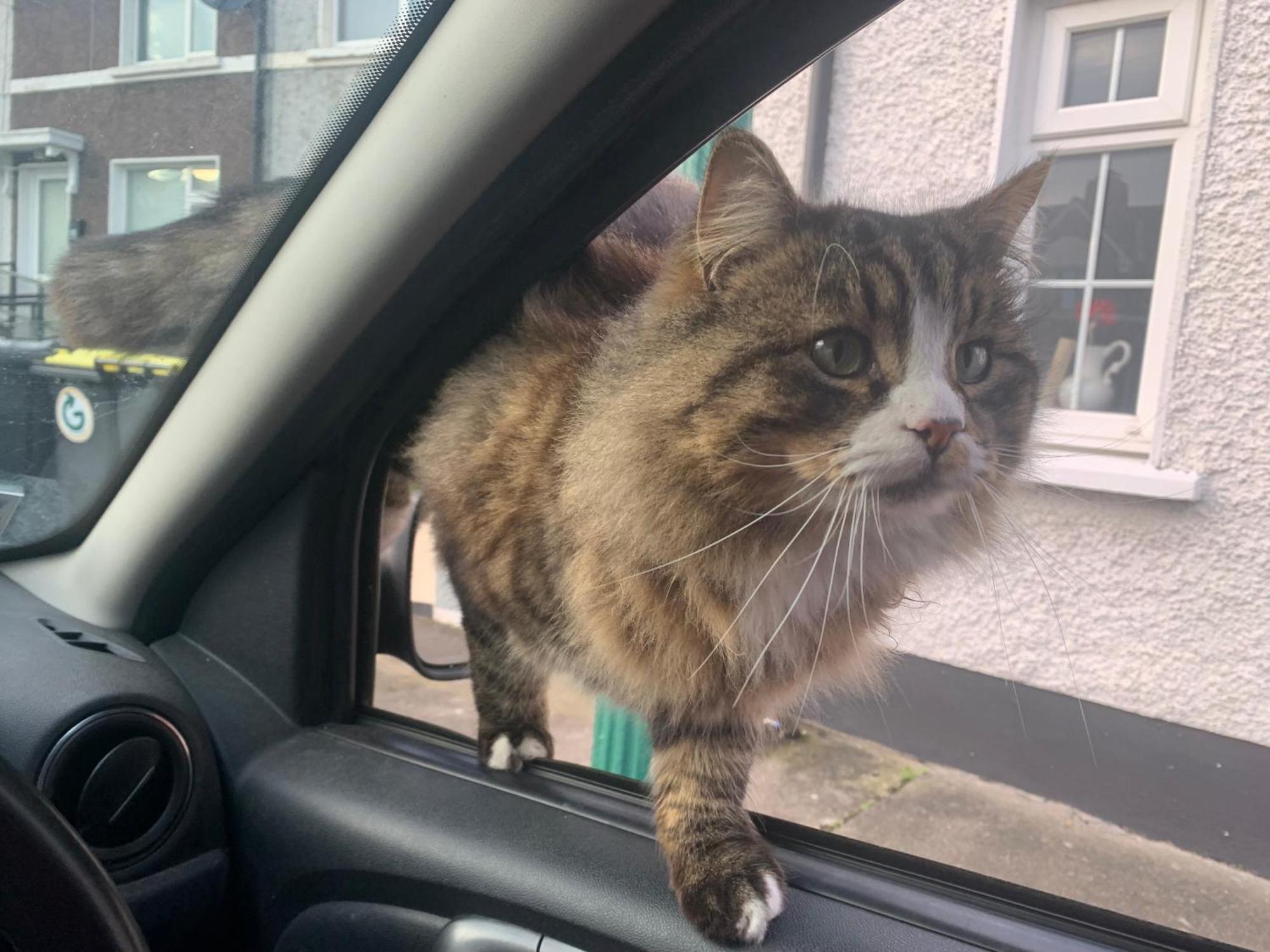 Wake Up With 2 Cats On Your Face Dublin Exteriér fotografie