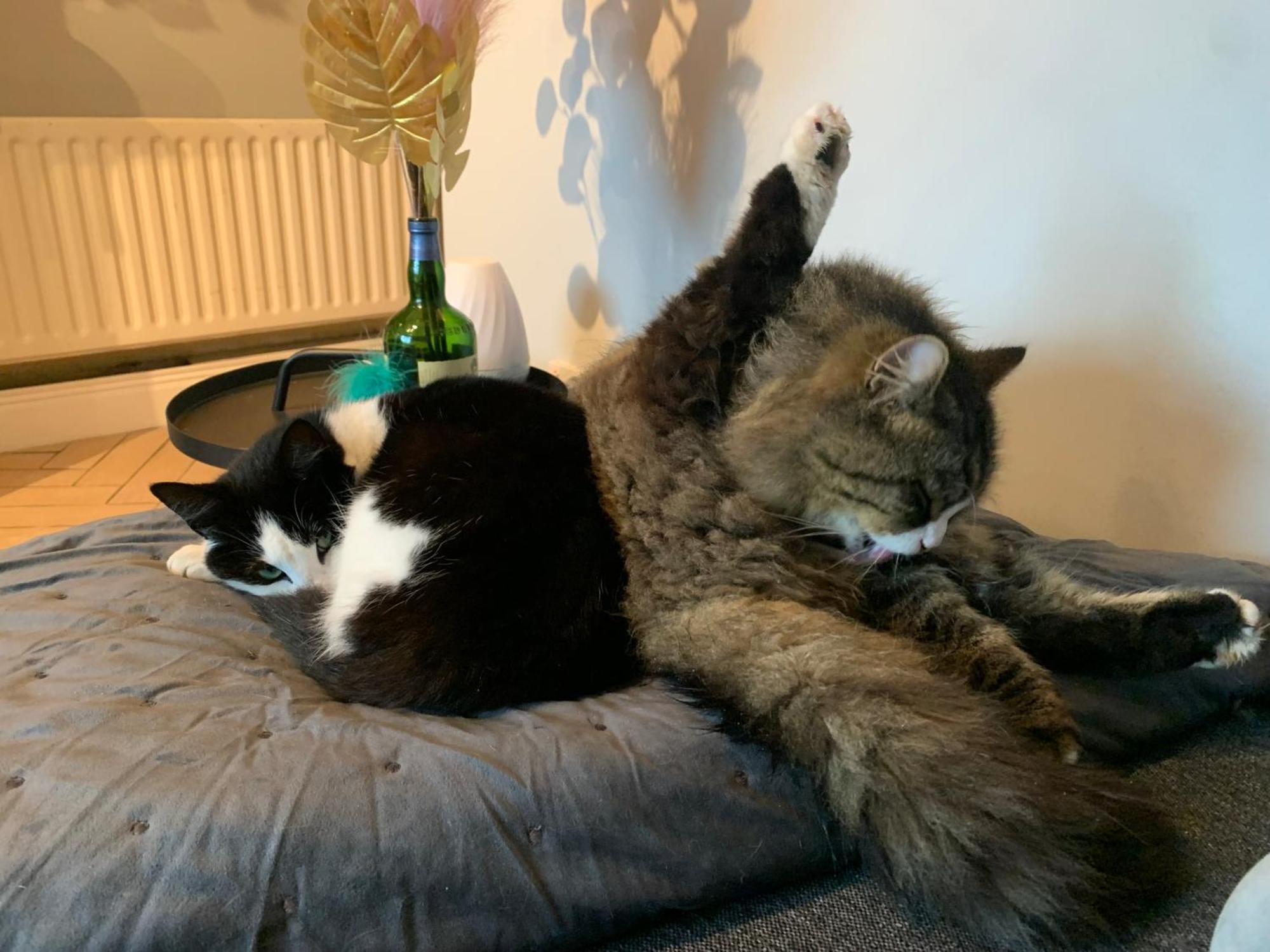 Wake Up With 2 Cats On Your Face Dublin Exteriér fotografie